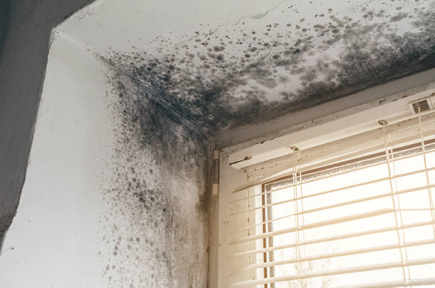 Affordable Attic Mold Remediation solutions in Saxton, PA